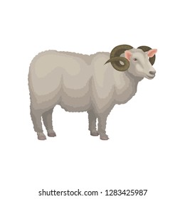 Detailed flat vector icon of male sheep. Adult ram with gray wool and curved horns. Domestic animal. Livestock farming