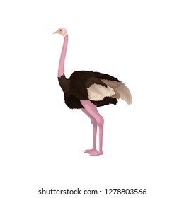 Detailed flat vector icon of ostrich, side view. Large flightless Australian bird with long pink neck and legs