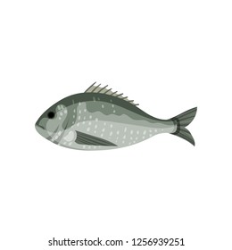 Detailed flat vector icon of sea bream, side view. Fish with small fins. Marine animal. Seafood theme