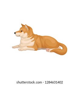 Detailed flat vector icon of Shiba Inu lying on the ground. Home pet. Dog with red-beige coat and fluffy tail