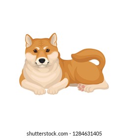 Detailed flat vector icon of Shiba Inu lying on the floor. Adorable dog with red-beige coat and fluffy tail. Home pet