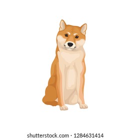 Detailed flat vector icon of sitting Shiba Inu. Home pet. Human s best friend. Domestic animal