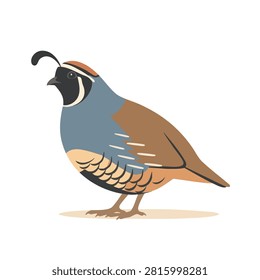 A detailed flat vector illustration of a male California quail with its signature head plume standing against a plain white backdrop.