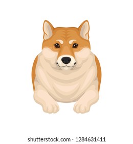 Detailed flat vector portrait of adorable Shiba Inu lying on the floor, front view. Home pet. Domestic animal