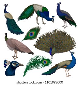 Detailed flat vector set of beautiful peacocks. Wild bird with colorful feathers. Wildlife and fauna theme