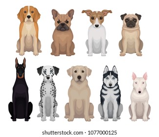 Detailed flat vector set of dogs of different breeds. Domestic animals. Design for poster of animal clinic, kennel club, zoo store