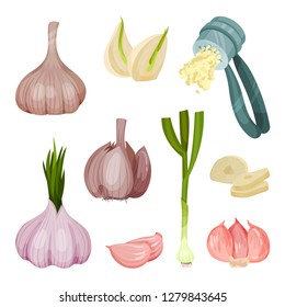 Detailed flat vector set of garlic icons. Spicy condiment. Aromatic cooking ingredient. Organic food. Natural product