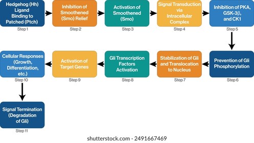 Detailed Flowchart of Hedgehog Signaling Pathway in Developmental Biology on White Background.