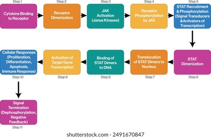 Detailed Flowchart of JAK STAT Signaling Pathway in Molecular Biology on White Background.