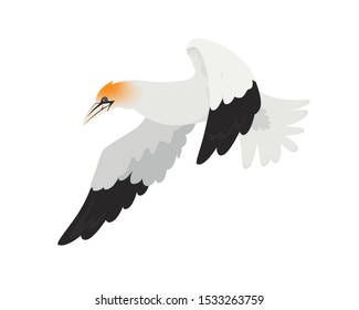 Detailed Flying Gannet Bird Illustration