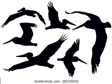 Detailed flying pelican silhouettes.