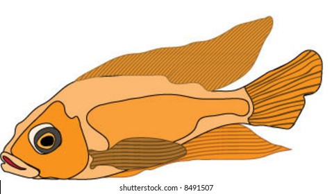 Detailed goldfish / koi (vector)