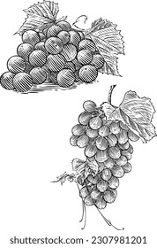 Detailed grapes vector drawing in a pen and ink, etching, and engraving style