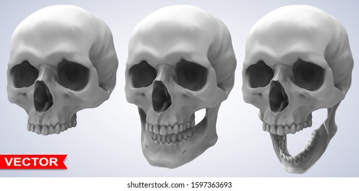 Detailed graphic photorealistic black and white human skulls. On gray background. Vector icon set.