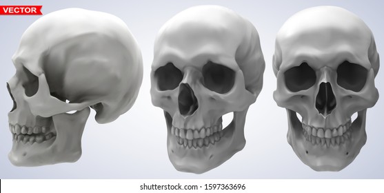 Detailed graphic photorealistic black and white human skulls. On gray background. Vector icon set. Side and front view.