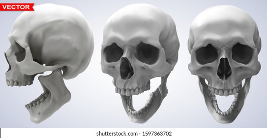 Detailed graphic photorealistic black and white smiling human skulls. On gray background. Vector icon set. Side and front view.