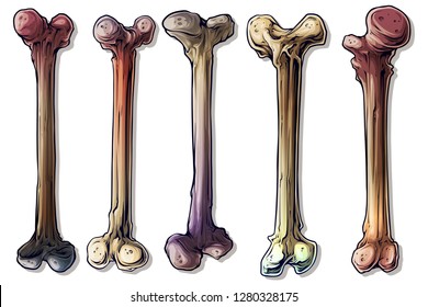 Detailed graphic realistic colorful different isolated human bones. On white background. Vector icon set.