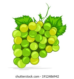 Detailed Green Grapes Vector isolated on White Background
