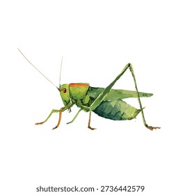 Detailed green katydid insect vector art, perfect for nature, biology, or educational designs. Clean, isolated graphic element for projects.