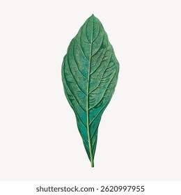A detailed green leaf illustration. The leaf shows intricate veins and texture. Green leaf design on a white background. Nature-inspired leaf art. Vintage botanical illustration vector.