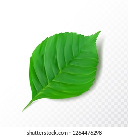 Detailed green leaf isolated on transparent background. Realistic 3d vector illustration of plant part in beautiful cartoon style