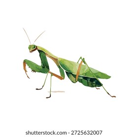 Detailed green praying mantis vector illustration, isolated on white. Perfect for nature, biology, or garden pest control designs. Clean insect graphic.