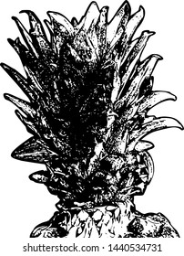 Detailed grunge illustration of pineapple in black and white.