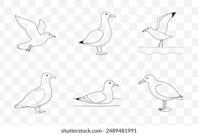 Detailed Gull Line Art Vector Set for Illustrations and Design Projects