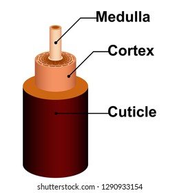 Detailed Hair Structure Anatomy Of Medulla Cortex Cuticle