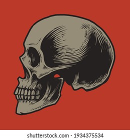 Ilustración detallada del cráneo anatómico de dibujo a mano