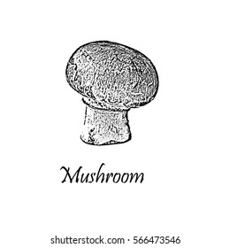 Detailed hand drawn black vector illustration of mushroom isolated on white