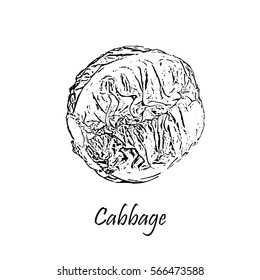 Detailed hand drawn black vector illustration of cabbageisolated on white
