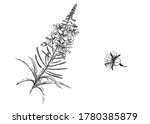 Detailed hand drawn black and white illustration set of rosebay willow-herb, tea. sketch. Vector. Elements in graphic style blooming sally label, card, sticker, menu, package. willow herb.