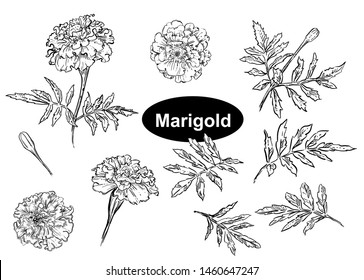 detailed hand drawn black and white set of marigold illustrations. Vector.
