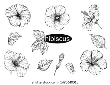 Detailed Hand Drawn Black And White Illustration Set Of Flowers Hibiscus, Leaf. Sketch. Vector.