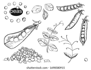 Detailed hand drawn black and white vector illustration set peas, leaf, beans. sketch.