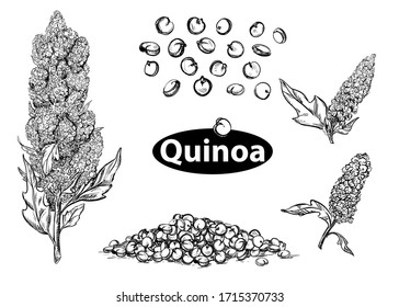 Detailed hand drawn black and white illustration set of quinoa branch, leaf, seeds. sketch. Vector. Elements in graphic style label, card, sticker, menu