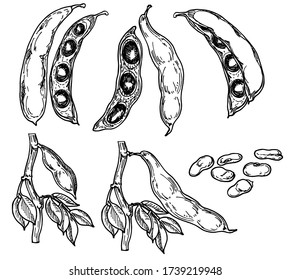 Detailed hand drawn black and white vector illustration set of string bean, leaf. Sketch. Legume crops. Bean cultures. Gluten free food elements. Vegetables - beans, seeds, pods in engraved style. 