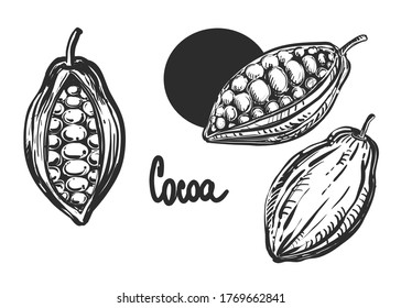 Detailed hand drawn black and white illustration set of cocoa. sketch. Vector. Elements in graphic style label, card, sticker, menu, package.