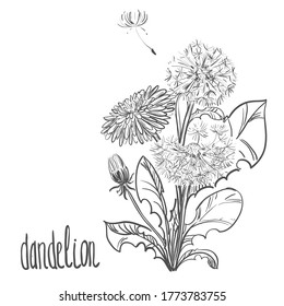Detailed hand drawn black and white illustration plant dandelion, flowers. sketch. Vector. Elements in graphic style label, card, sticker, menu.