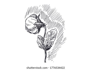 Detailed hand drawn black and white illustration floral ornament with flower, plant. sketch. Vector. Elements in graphic style label, card, sticker, menu, package. tattoo.