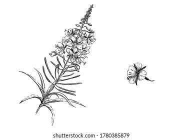 Detailed hand drawn black and white illustration set of rosebay willow-herb, tea. sketch. Vector. Elements in graphic style blooming sally label, card, sticker, menu, package. willow herb.