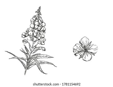 Detailed hand drawn black and white illustration set of rosebay willow-herb. sketch. Vector. Elements in graphic style blooming sally label, card, sticker, menu, package. willow herb.