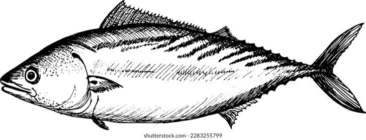 Ilustración detallada a mano en blanco y negro de los peces Bonito del Atlántico