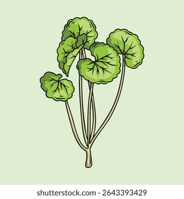 Detalhada mão desenhada de planta de Centella Asiatica