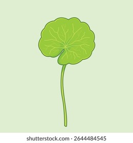 Detalhada mão desenhada de planta de Centella Asiatica