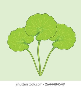 Detalhada mão desenhada de planta de Centella Asiatica