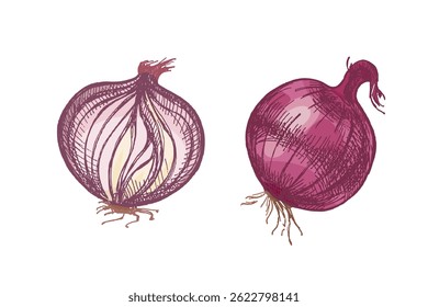 Detailed hand drawn colored illustration of a whole onion and a sliced onion bulb in engraving vintage style. Perfect for food packaging, recipe books, kitchen design and farm market projects.