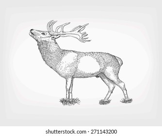 Detailed hand drawn deer. Vector sketches