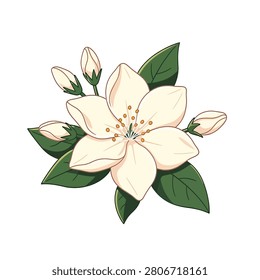 A detailed hand drawn digital illustration of a single blooming white apple blossom flower with buds and lush green leaves on a white background
